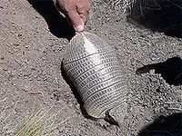 A person grabbing an armadillo by the tail