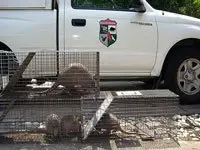 An armadillo in a trap