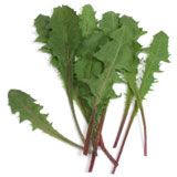 Dandelion greens on a white background.