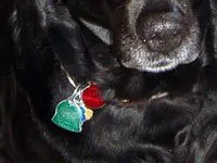A dog wearing a collar