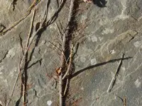 Ivy vines climbing up a concrete wall.