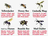 Diagram of different kinds of bees and wasps