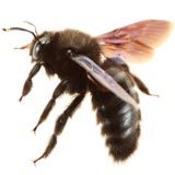 Carpenter bee