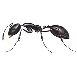 A black ant on a white background