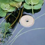 A mosquito dunk, which is circular with a hole in the middle, floating in a body of water next to some lily pads.