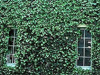 A wall full of ivy with windows peeking through.