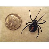 A female black widow spider, black with red hourglass marking on its belly, shown next to a dime for scale.