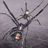 A black widow male next to a female to show how much larger the females are and the difference in coloring and shape between the two.