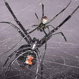 A black widow male next to a female to show how much larger the females are and the difference in coloring and shape between the two.