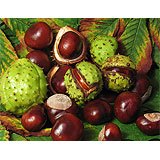 Horse chestnuts. A green spiny shell on the outside and mahogany brown nuts.