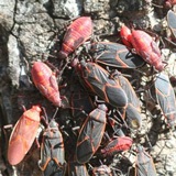 A photo of boxelder bugs including both adults and nymphs.