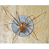 A Brown Recluse Spider on top of a quarter to show scale.