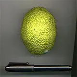 A hedge ball next to a pen to show its size.