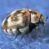 Varied carpet beetle