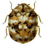 Furniture carpet beetle