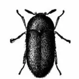 Black carpet beetle