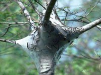 A photo of a large caterpillar nest in a tree.