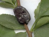 A photograph of a tent caterpillar egg mass.