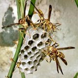 A photograph of several paper wasps building a nest.