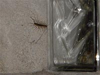 A photo of a centipede next to a block window.