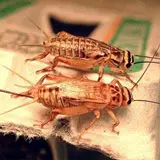 A photograph of two house crickets on the edge of an egg carton.