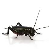 A photograph of a black field cricket on a white background.