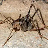 A photo of a camel cricket, with dark brown and tan stripes.