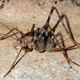 A photo of a camel cricket, with dark brown and tan stripes.