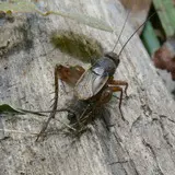 A photograph of a ground cricket on a log.