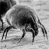 An black and white illustration of a dust mite.