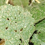 Shot-holing on plant leaves