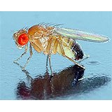 A fruit fly.