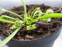 A photo of a spider plant, a common type of houseplant, in a pot.