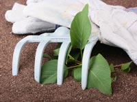 A photo of white gardening gloves, a small white hand rake, and a plant cutting.