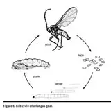 An illustration of the lifecycle of a fungus gnat.