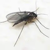 A photo of a black colored fungus gnat