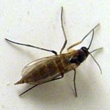 A photo of a fungus gnat with a black body and yellowish wings.