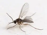 A photo of a fungus gnat on a white background.