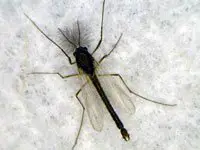 A photo of an aquatic midge, a type of gnat.