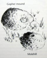 An illustration of a gopher mound vs. a molehill