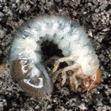 A photograph of a Japanese Beetle Grub.