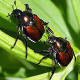 A photograph of two adult Japanese Beetles.