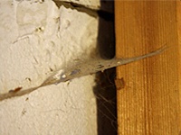 A web built between a wooden stud and basement foundation.