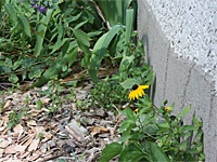 Weeds growing alongside a home foundation.