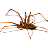 A side profile shot of a hobo spider on a white background