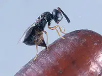 A parasitoid wasp.