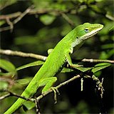 Green anole