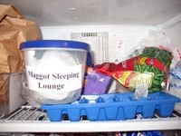 The inside of a freezer with a tupperware container that is labeled "maggot sleeping lounge"