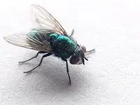 A common house fly.