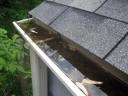 A photo of a clogged gutter.